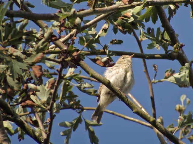 Chiffchaff at Jack Scout
