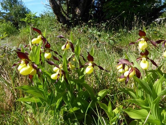 Lady's-slipper Orchid
