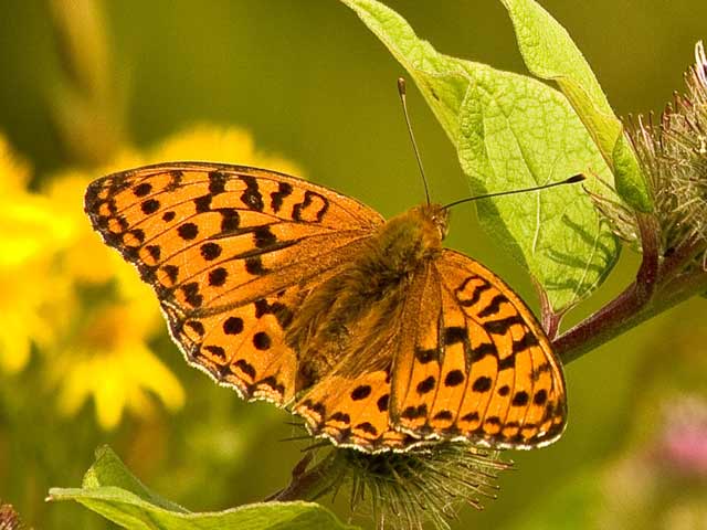 High Brown Fritillary